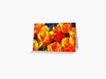 'A Splash of Tulips' Greeting Card by mimulux