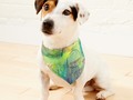 Nature's Circles of Enegy Pet Bandana by mimulux