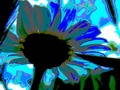 Art of the Day: "Daydreaming Daisy". Buy at: