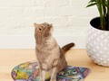 Grumpy Fish Pet Mat by mimulux