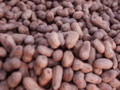 Fried nut