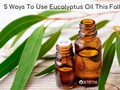 5 Ways To Use Eucalyptus Oil In Your Daily Routine This Fall