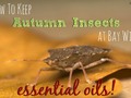 HOW TO KEEP AUTUMN INSECTS AT BAY WITH ESSENTIAL OILS!