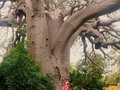 #baobab tree #Mozambique