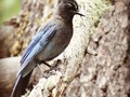Steller's jay is a bird native to western North America, closely related to the blue jay found in the rest of the continent, but with a black head and upper body. It is also known as the long-crested jay, mountain jay, and pine jay. It is the only crested jay west of the Rocky Mountains.   #birds #arizona