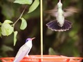 Beautiful #hummingbirds #arizona