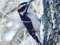 The hairy woodpecker (Leuconotopicus villosus) is a medium-sized woodpecker that is found over a large area of North America. It is approximately 250 mm (9.8 in) in length with a 380 mm (15 in) wingspan