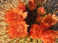 Barrel Cactus in Pretty orange Bloom!
