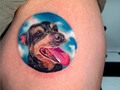 Miren que hermosa pieza 😍   ¿A quién más le gustaría tatuarse su mascota? Y que mejor manera.   Artista tattoo: @pollito_tattoo   Envíanos tu idea y nosotros las plasmaremos en tu piel 🖌  23 años brindando el mejor servicio ⚓️