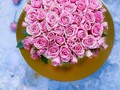 Rositas Rosadas 🌹