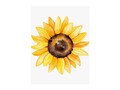 🌻🌻🌻🌻
