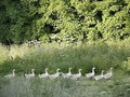 🦢🤍