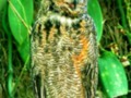 HDR Photo of an OWL