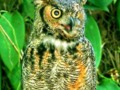 Simply Beautiful Owl