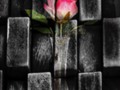 Single Rose Flower Artistic Photography