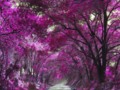 Purple Trees in Our Road