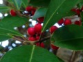 Savannah holly