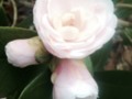 My Christmas Day Bloom