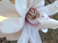 Awakening to an early spring