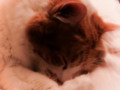 Calli napping
