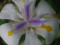 Iris in sphere