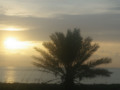 Tree at sunset