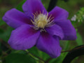 Passion in purple...