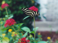 "Beauty with wings"