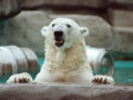 Day at the zoo