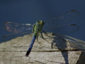 Summer visitor in my garden -yesterday