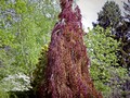 Tree of a different shape