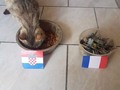 Ni modo: sin trampa alguna, colocado ante dos platos, el gatito mundialista escogió como ganador a #Croacia .