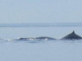 Whales in the Bay of Fundy