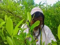 Mi hermana Gunney recogiendo hojas de Coca.