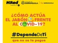 Cuando recoges sin querer coronavirus con tus manos, estos no pueden penetrar la piel, pues su capa más externa es ligeramente ácida, pero sí pueden permanecer ahí esperando la oportunidad para entrar al cuerpo por lugares más vulnerables.  Y es en ese momento en el que lo puedes interceptar y destruir, con solo lavarte las manos. El jabón no solo afloja al virus de la piel, sino que hace que la envoltura viral se disuelva, de manera que las proteínas y el ARN se deslían y el virus metafóricamente muere -realmente se desactiva, pues los virus no están precisamente vivos-. Solo le queda al agua llevarse los restos de lo que hasta hacía 20 segundos era una grave amenaza para nuestra la salud y la de otros.  #dependedeti #prevenirloestaentusmanos #quedateencasa #yomyequedoencasa #lavatelasmanos #cuidemonostodos #haztuparte #MiRed #MiRedIPS #CuidamosTuSalud #Barranquilla  @secsaludbaq @minsaludcol @organizacionmundialdelasalud @alcaldiabarranquilla