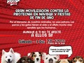 Ven a la caminata canina y acompáñanos con tu perrito y deja tu huella por el no uso de la pólvora en estas navidades. Con la pólvora no se juega #Pontelacapa #miredips #cuidadetuhijos #barranquilla @alcaldiabarranquilla @secsaludbaq