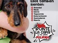 Ven a la caminata canina este 3 de diciembre de 4:00pm a 6:00pm en la plaza de la Paz y acompáñanos con tu perrito y deja tu huella por el no uso de la pólvora en estas navidades. Con la pólvora no se juega #Pontelacapa #miredips #cuidadetuhijos #barranquilla @alcaldiabarranquilla @secsaludbaq