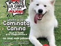 🎄En las fechas decembrinas le decimos #NoALaPólvora🚫💥  Únete a nuestra Caminata canina 🦮🐕‍🦺 y comprometámonos a no usar más artefactos pirotécnicos. 🧨  Por ti, por tu familia y por tus mascotas. 👨‍👩‍👧  🗓️Sábado 3 diciembre  ⏰4:00 p.m. - 6:00 p.m. 📍Plaza de la Paz
