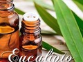 Sabias que... El eucalipto es antibacteriano y antiséptico, combate gérmenes y bacterias.  Es adecuado para bronquitis, resfriados, sinusitis y otros procesos virales.  Ademas es descongestionante y expectorante, ayudando a expulsar la mucosidad y ayuda a aliviar la tos.  Super útil en estos tiempos de cuarentena.  #fitoquimica #eucalipto #terapianatural #beneficiosnaturales #naturetips #bonusnatura #quedateencasa