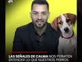 Aprender a comunicarnos con nuestro perro es fundamental para lograr una convivencia equilibrada y positiva, así como para mejorar el vínculo con él y comprender qué trata de decirnos en cada momento. En multitud de ocasiones, una mala comunicación entre el perro y el hombre puede llevarnos a la aparición de conductas no deseadas, principalmente por una falta de entendimiento en la comunicación no verbal, es decir, corporal.  Las señales de calma nos permiten entender lo que nuestros perros nos están diciendo.  Acompáñame en este nuevo video para conozcas la señales de calma  @braulyguzman