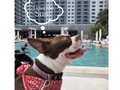 Att. @bostonterrierkoko #dog #sun #bostonterrier