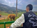 🐘