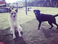Haku conociendo una guardería a ver si hace amigos!