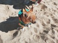 Pascalcito saca tus cachitos al sol 🐶☀️ Gracias a @centromascotte por tener una gran variedad de ropa para abrigar a mis pequeños! . . . . . . . . . . . . . . . . . #Chihuahua #doglovers #viña #viñadelmar #chile #playa #instadog #instastyle #puppy #instamood #instagood #picoftheday #photooftheday #instadaily #love #life #tbt