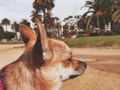 Piña 🍍 . . . . . . . . . . . . . . . . . . . . . . . . #puppy #Doglover #instadog #dogstagram #puppies #chihuahua #chihuahuas #instaboy #cool #life #palms #instagood #intadaily #picoftheday #instamood #love