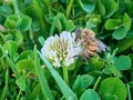 🐝 . . . . . . . . . . . . .  #street #streetphotography #paisaje #turismo #love #macrophotography #cielo #like #instagood #paisajes #sky #naturaleza #amanecer #cultura #macro #chile #sunset #instagram #ciudades #clouds #naturephotography #nature #landscape #urbano #bee #fotografia #familia #urbanismo #shotoniphone #flower