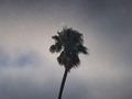 🌴 . . . . . . . . . . .  #street #streetphotography #paisaje #turismo #love #macro #cielo #like #instagood #paisajes #sky #floral #tree #nigth #flower #chile #tropicsl #instagram #ciudades #macrophotography #nubes #garden #landscape #urbano #calle #fotografia #flora #urbanismo #shotoniphone #palms