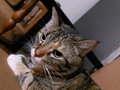 Misha 🐈💫🥰 Pose! Pose! Pose! 😆