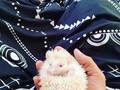 El nuevo integrante 🦔 #erizo #erizobebe #peru #venezuela #animalesexo