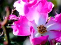 Wild Roses